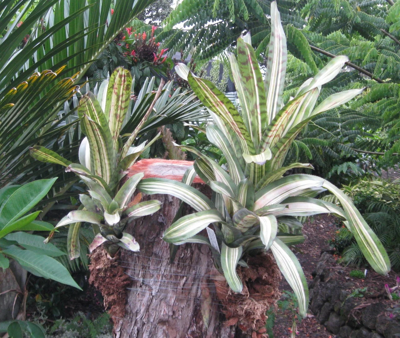 Aechmea 'Bert Variegated' — Vintage Green Farms with Tom Piergrossi